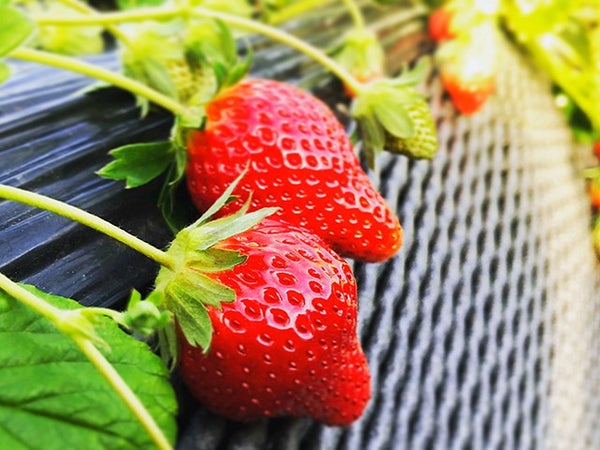 ■【栃木】<4月出発限定>今季最後のいちご祭り!【いちご狩り食べ放題×いちご4パックお土産×いちご大福】&栃木ブランド牛すき鍋食べ放題!金目鯛と湯波三昧膳&世界遺産「日光散策」2